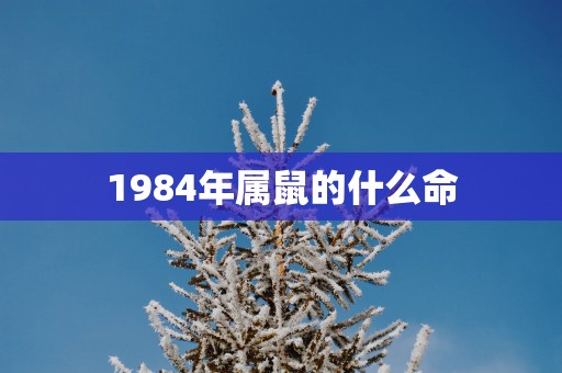 1984年属鼠的什么命