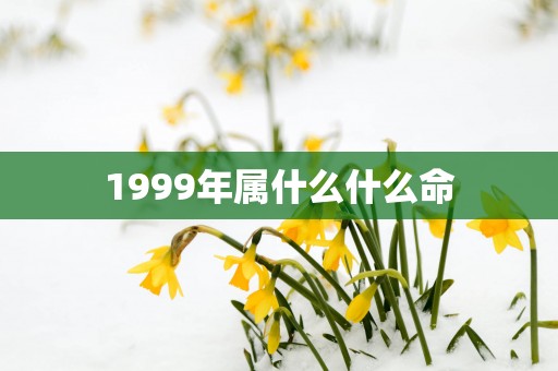 1999年属什么什么命