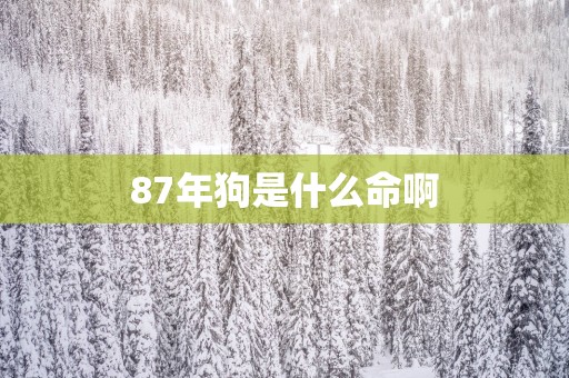87年狗是什么命啊