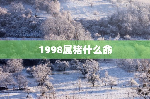 1998属猪什么命