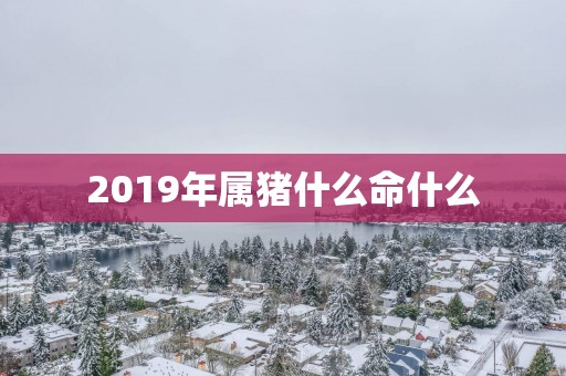 2019年属猪什么命什么