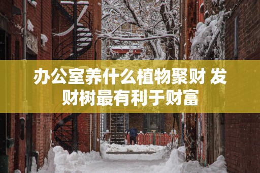 办公室养什么植物聚财 发财树最有利于财富