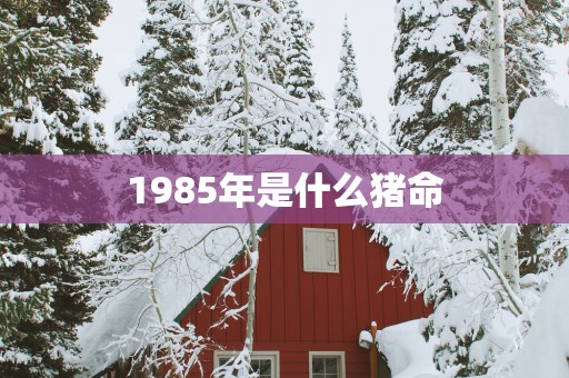 1985年是什么猪命