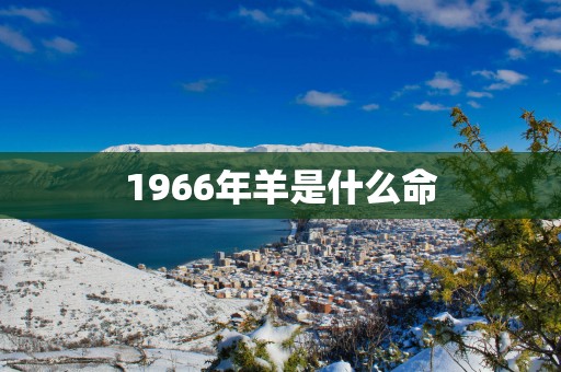 1966年羊是什么命