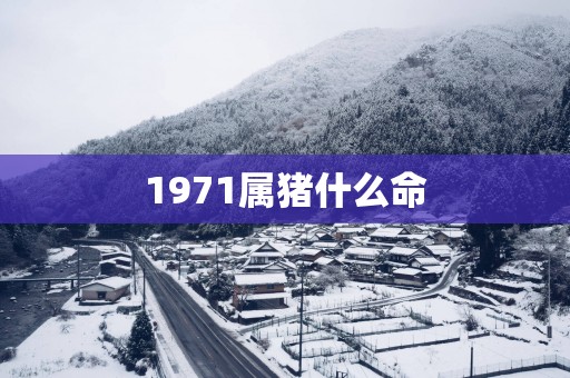 1971属猪什么命