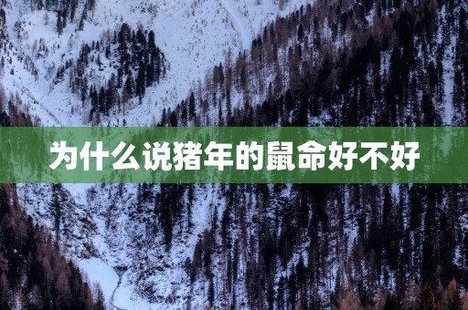 为什么说猪年的鼠命好不好
