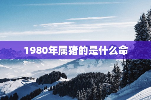 1980年属猪的是什么命