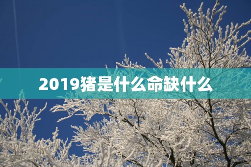 2019猪是什么命缺什么