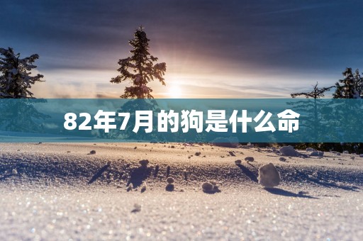 82年7月的狗是什么命