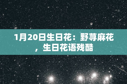 1月20日生日花：野荨麻花，生日花语残酷