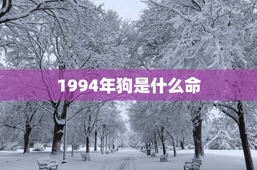 1994年狗是什么命