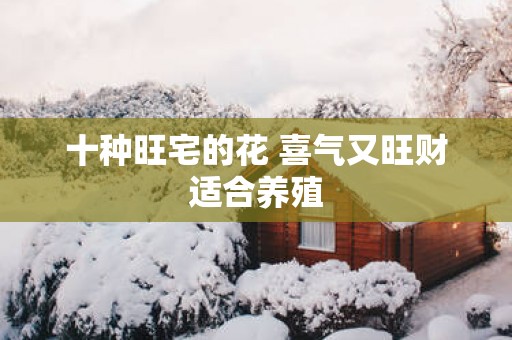 十种旺宅的花 喜气又旺财适合养殖