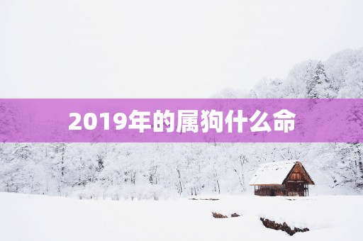 2019年的属狗什么命