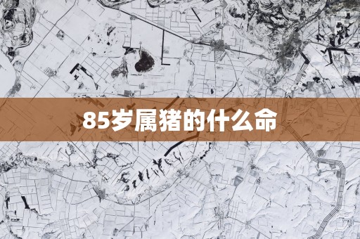 85岁属猪的什么命