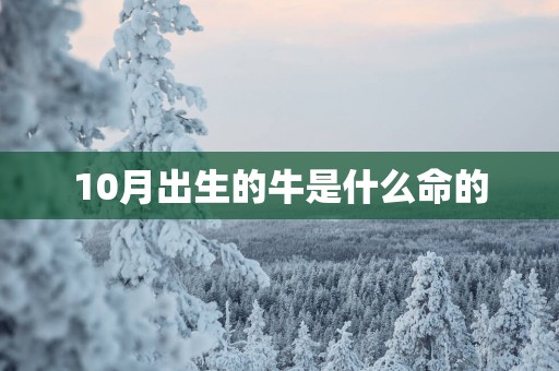 10月出生的牛是什么命的