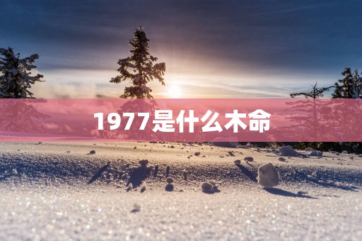 1977是什么木命