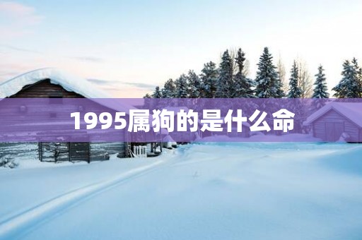 1995属狗的是什么命