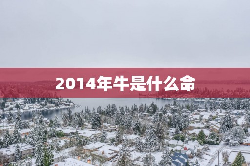 2014年牛是什么命