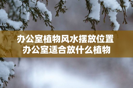 办公室植物风水摆放位置 办公室适合放什么植物