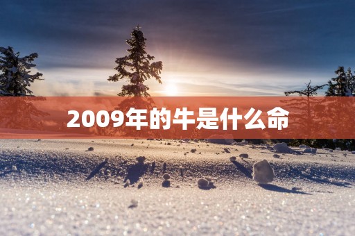 2009年的牛是什么命