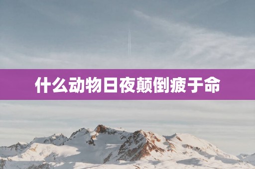 什么动物日夜颠倒疲于命