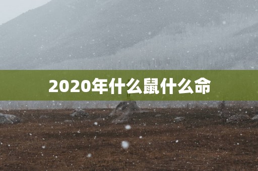 2025年什么鼠什么命