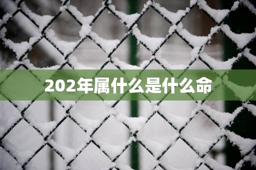 202年属什么是什么命