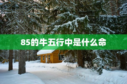 85的牛五行中是什么命