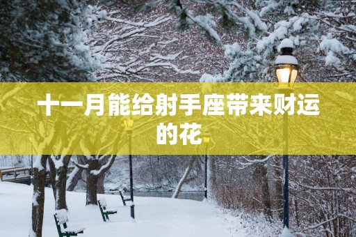 十一月能给射手座带来财运的花