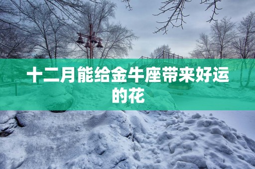 十二月能给金牛座带来好运的花