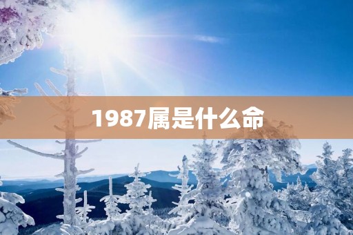 1987属是什么命