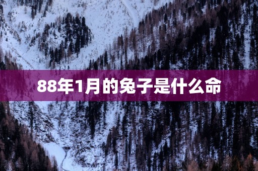 88年1月的兔子是什么命