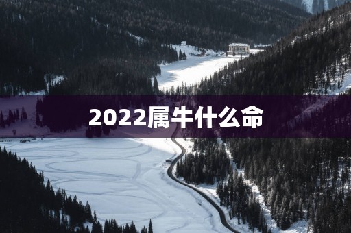 2025属牛什么命
