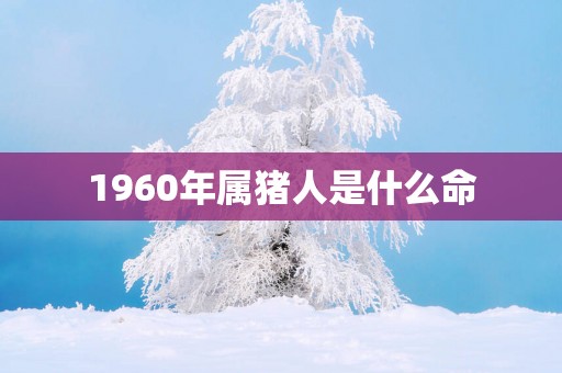 1960年属猪人是什么命
