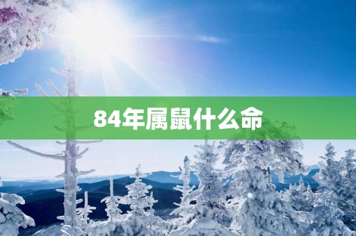 84年属鼠什么命