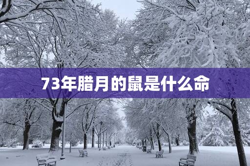 73年腊月的鼠是什么命