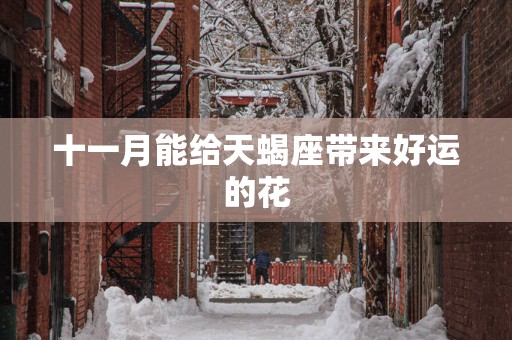 十一月能给天蝎座带来好运的花