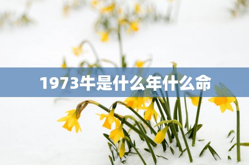 1973牛是什么年什么命
