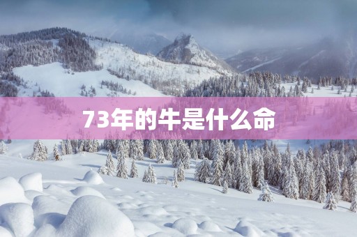73年的牛是什么命