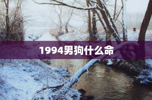 1994男狗什么命
