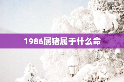 1986属猪属于什么命