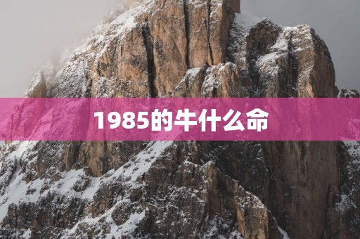1985的牛什么命