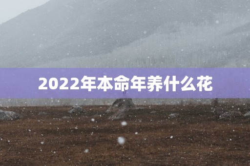 2025年本命年养什么花