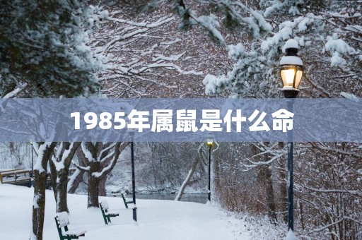 1985年属鼠是什么命