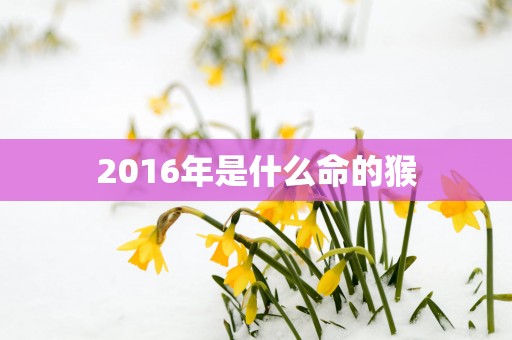2016年是什么命的猴