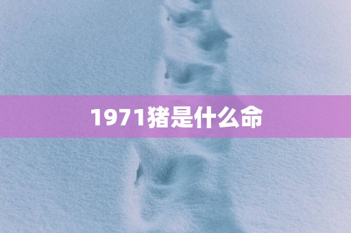 1971猪是什么命