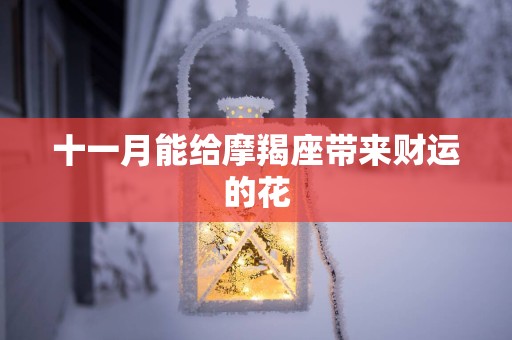 十一月能给摩羯座带来财运的花