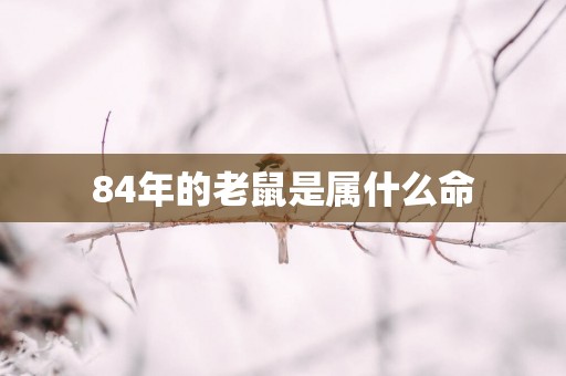 84年的老鼠是属什么命