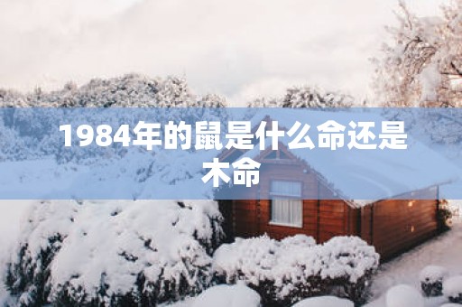 1984年的鼠是什么命还是木命