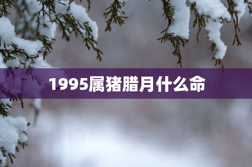 1995属猪腊月什么命